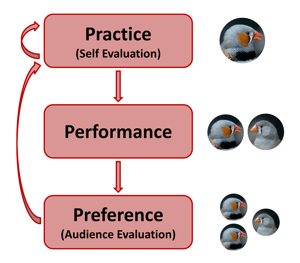 Graphich showing the stages of practice, performance, and preference in reinforcement learning