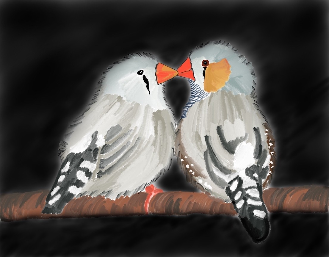 Zebra finch pair