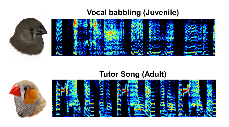 Top: juvenile zebra finch and corresponding babbling song; bottom: adult zebra finch and corresonding crystallized song