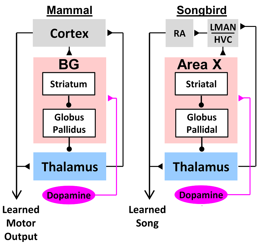 Dopamine-basal ganglia-thalamo-cortical circuits subserving reinforcemnt learning are evolutionalrity conserved in mammals and birds