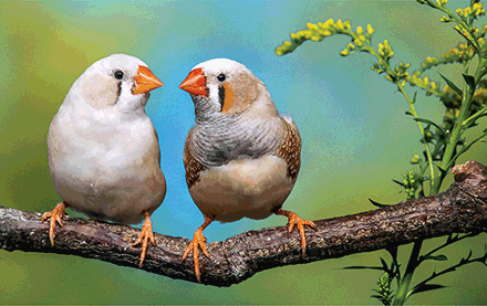 Zebra finches perched on a branch