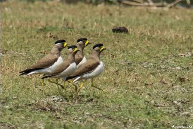 Marching Yellow-Wattled Lapwings