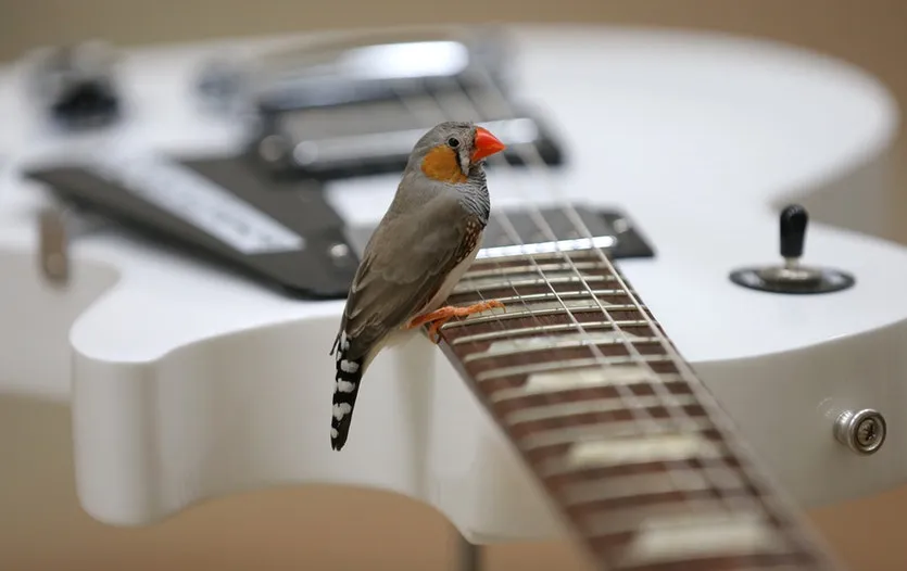Zebra finch perched on the strings of a musical instrument