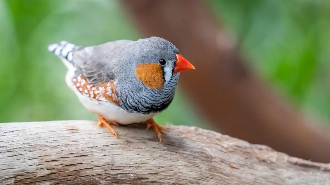 Zebra finch