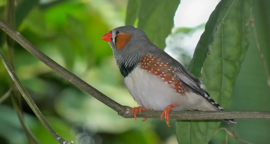 Male zebra finch perched on a tree branch