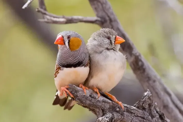 Zebra finches