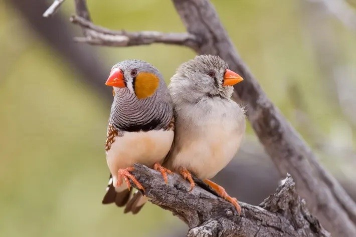 Zebra finches