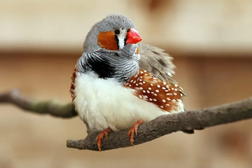 Male zebra finch perched on a branch