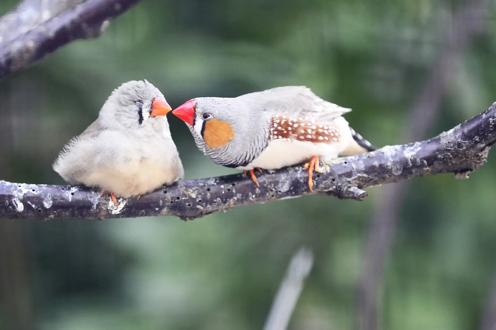 Zebra finches