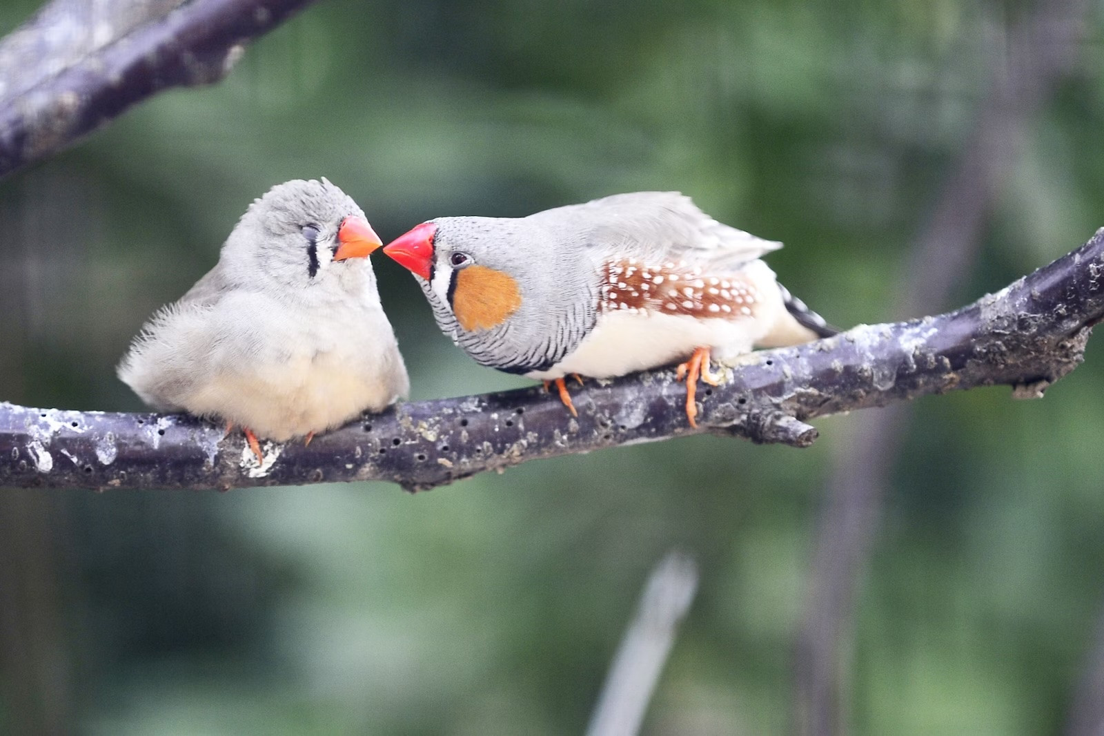 Zebra finches