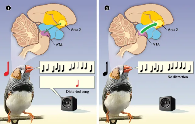 Graphic showing a male zebra finch and the brain regions involved in song evaluation, especially the dopaminergic projection from VTA to Area X