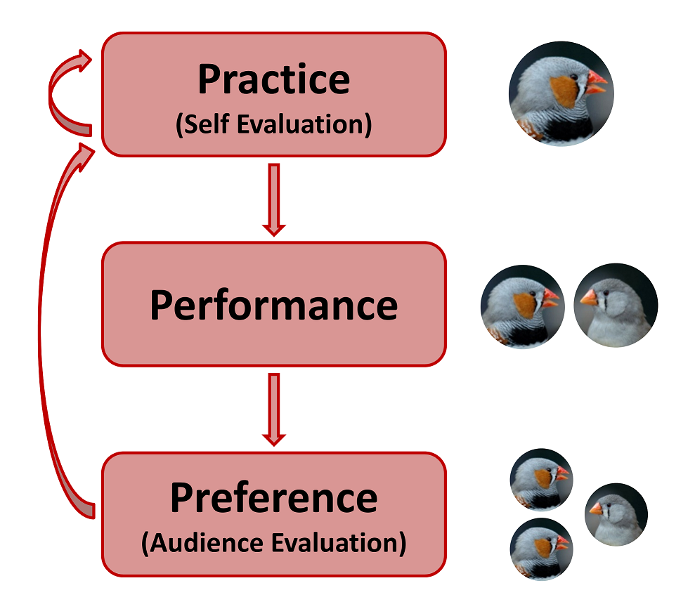 Practice, performance, and preference: the three stages in learning a skilled social behavior Graphich showing the stages of practice, performance, and preference in reinforcement learning
