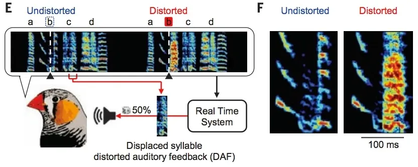 Graphic showing the paradigm of 'distorted auditory feedback', where half the renditions of a target syllable are distorted with a 50 ms snippet of a different syllable