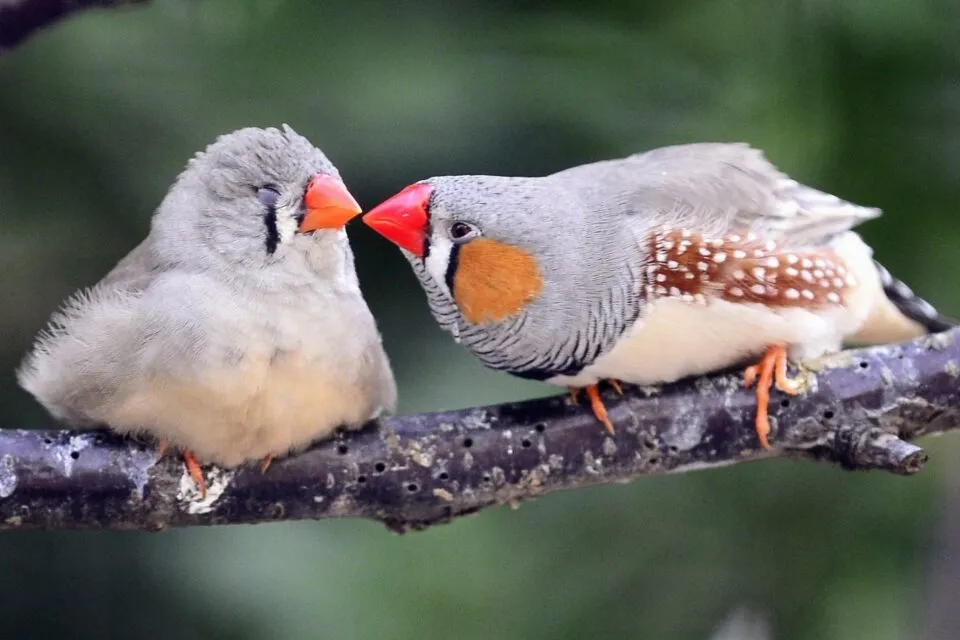 Zebra finches
