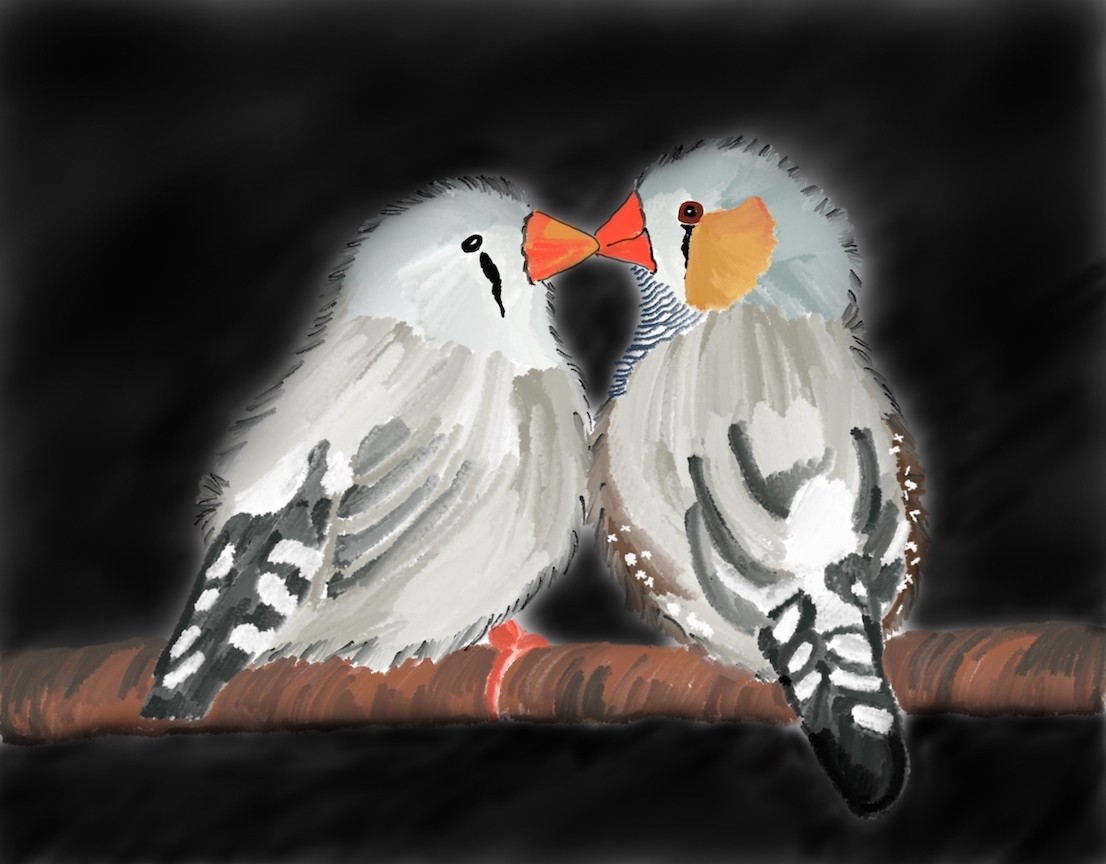 The songbird is an excellent model to studty the neural circuits for social behavior and communication Zebra finch pair