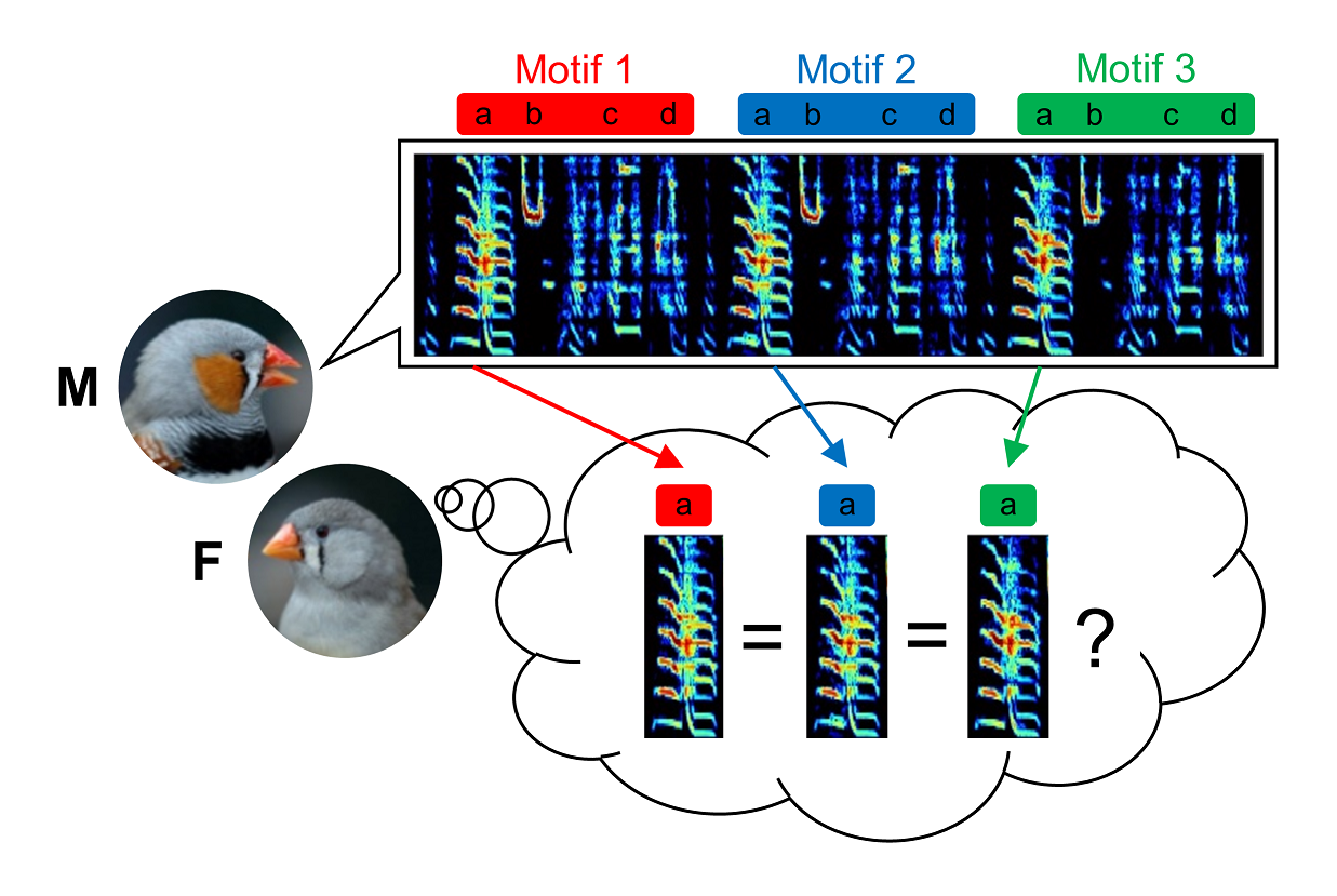 Graphic showing how a female finch needs to compare corresonding syllables across multiple renditions of male song