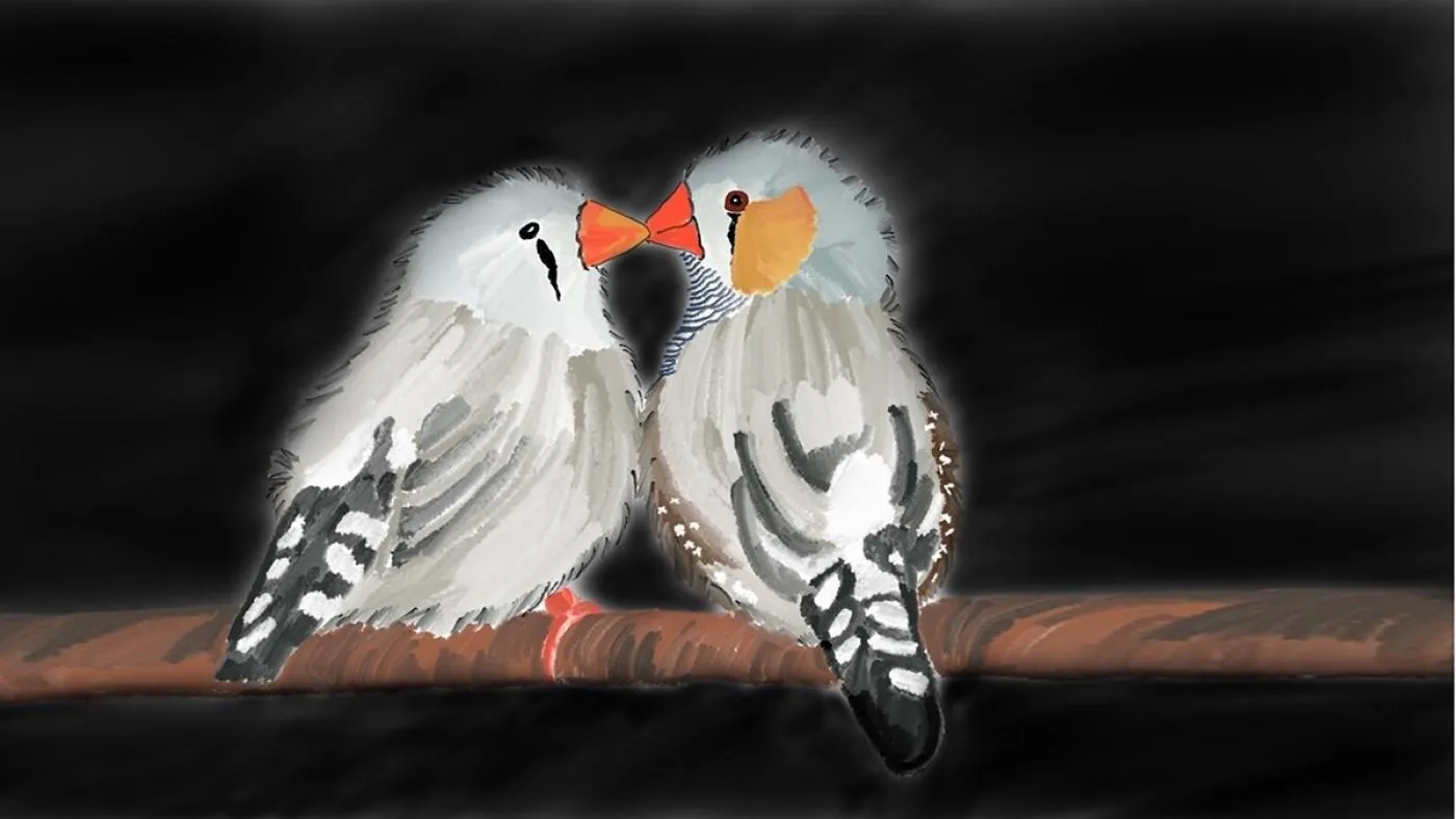 Zebra finch pair