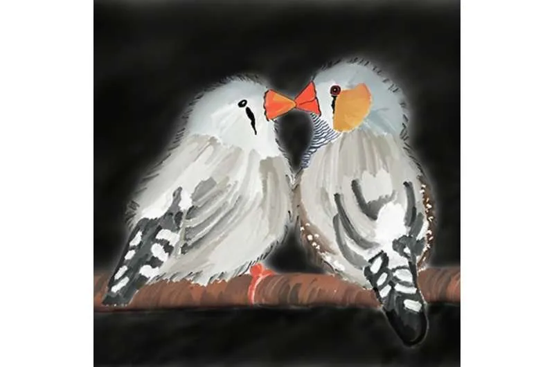 Zebra finch pair