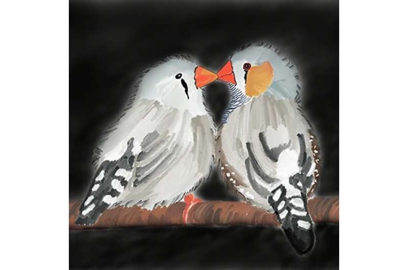 Zebra finch pair