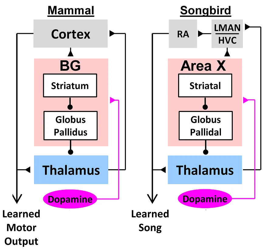 Dopamine-basal ganglia-thalamo-cortical circuits subserving reinforcemnt learning are evolutionalrity conserved in mammals and birds