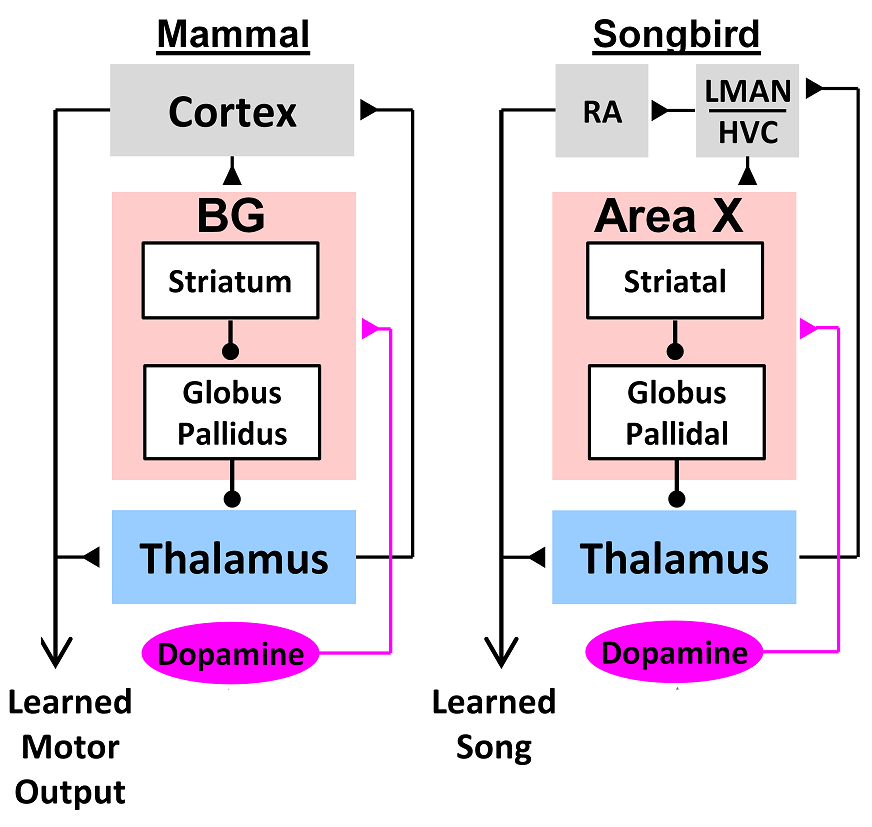 Brain circuits for reinforcement learning are evolutionarily conserved in mammals and birds Dopamine-basal ganglia-thalamo-cortical circuits subserving reinforcemnt learning are evolutionalrity conserved in mammals and birds