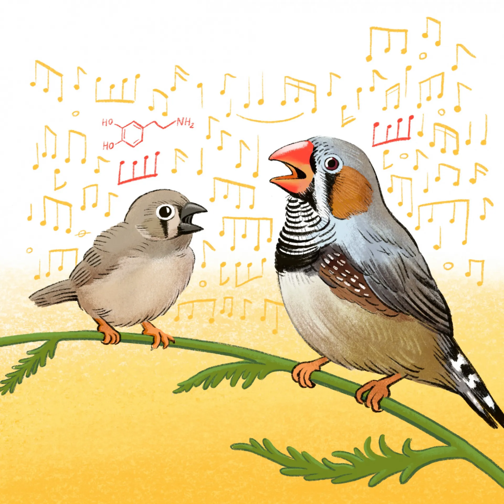 Zebra finch juvenile and adult